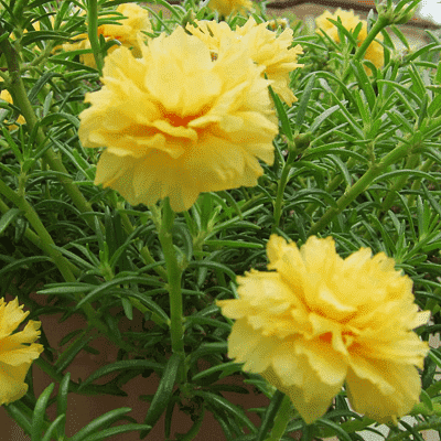 portulaca - plant