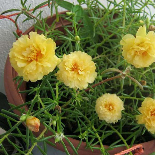 portulaca - plant