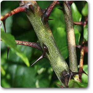 prickly - plant