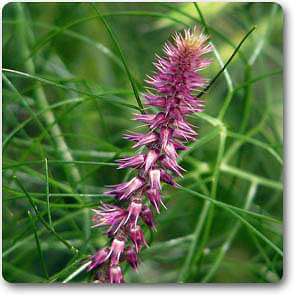 prickly chaff flower - plant