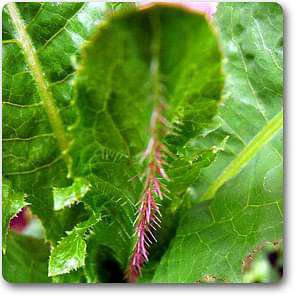 prickly lettuce - plant