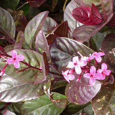 pseudoeranthemum artopurpureum tonga - plant