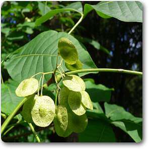 ptelea trifoliata - plant