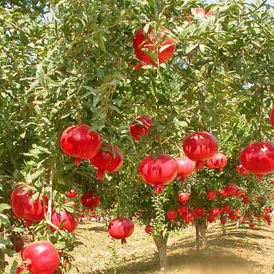 punica granatum arakta - plant