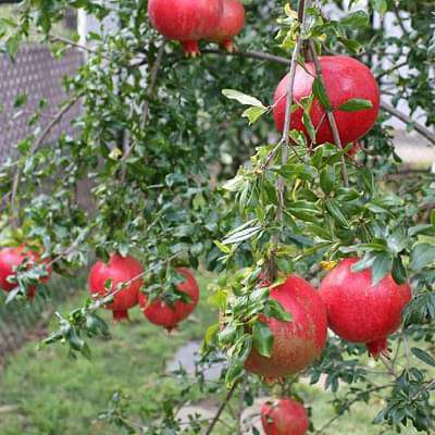 punica granatum minima - plant