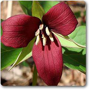 purple trillium - plant