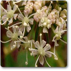 purplestem angelica - plant