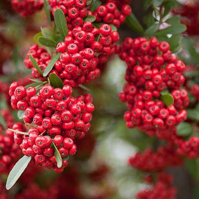 pyracantha fortuneana graberi - plant