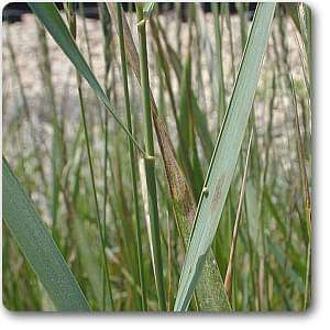 quack grass - plant