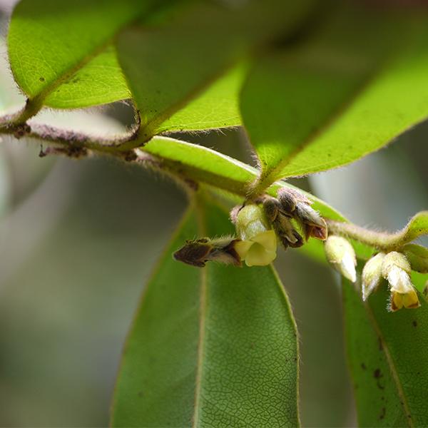 rakta roda - plant