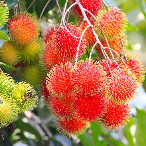 rambutan tree - plant