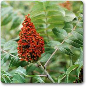 rhus glabra - plant