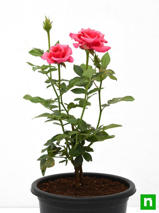 rose (pink) - plant