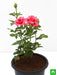 rose (pink) - plant