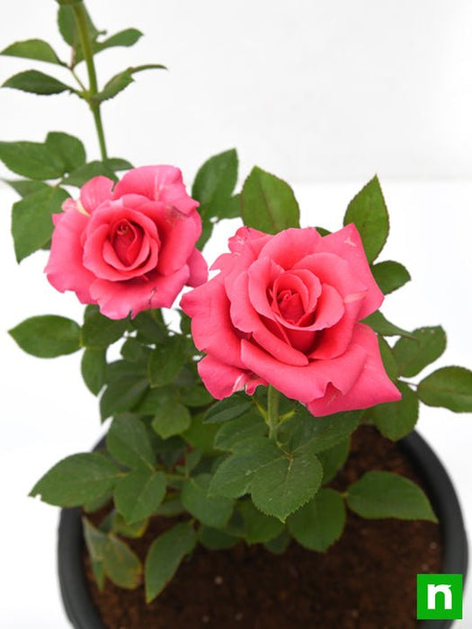 rose (pink) - plant