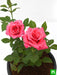 rose (pink) - plant