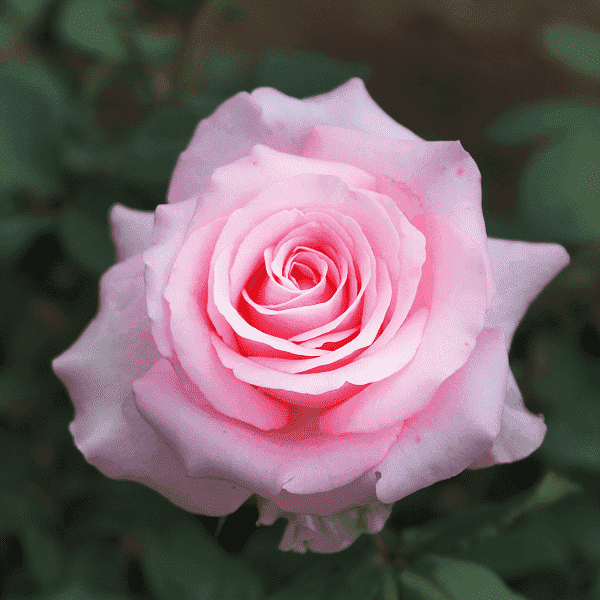 rose (pink) - plant