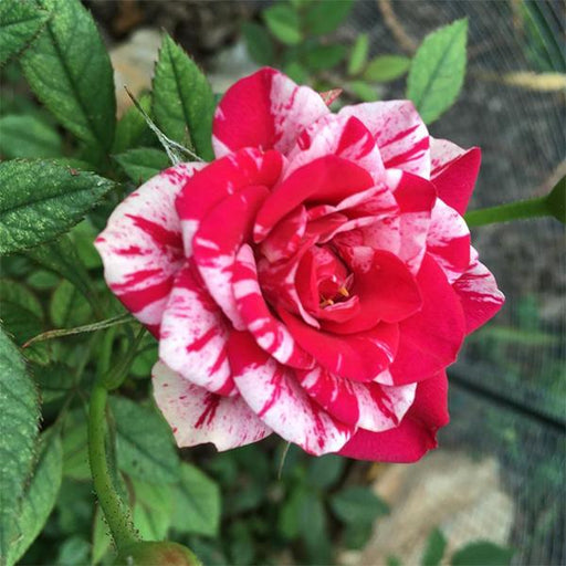 rose (pink white) - plant