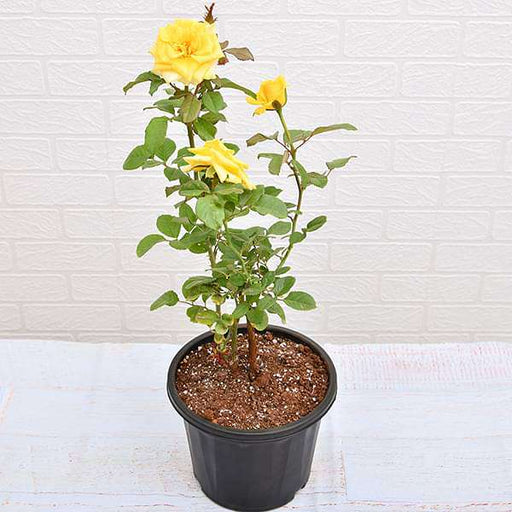 rose (yellow) - plant