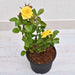 rose (yellow) - plant