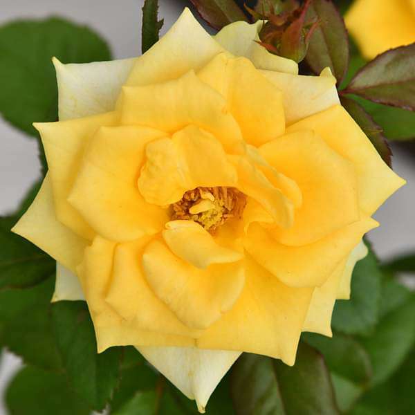 rose (yellow) - plant