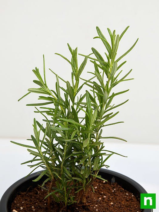 rosemary - plant