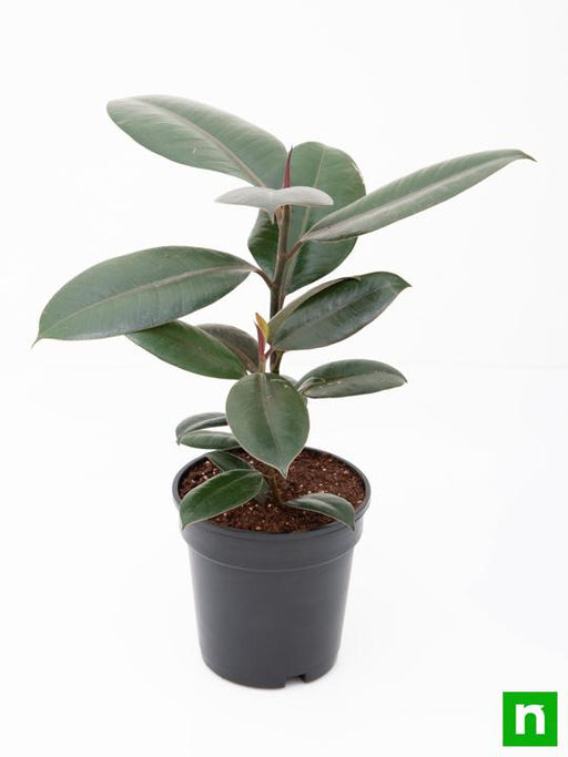 rubber tree - plant