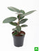 rubber tree - plant