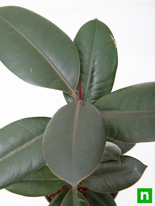 rubber tree - plant