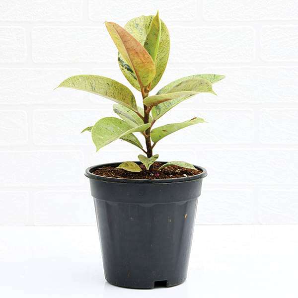 rubber tree - plant