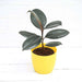 rubber tree - plant