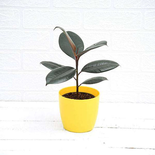 rubber tree - plant