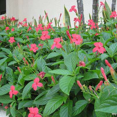 ruellia rosea - plant