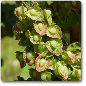 rumex crispus - plant