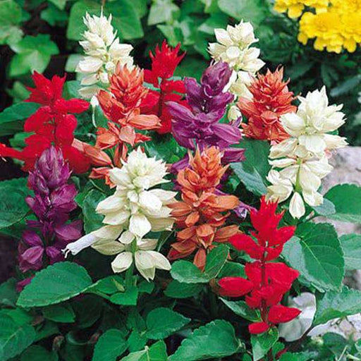 salvia splendens (any color) - plant