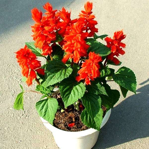 salvia splendens red - plant