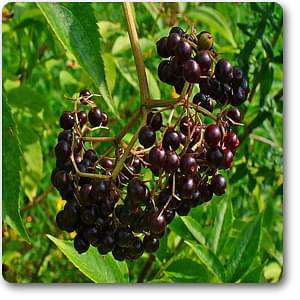 sambucus canadensis - plant