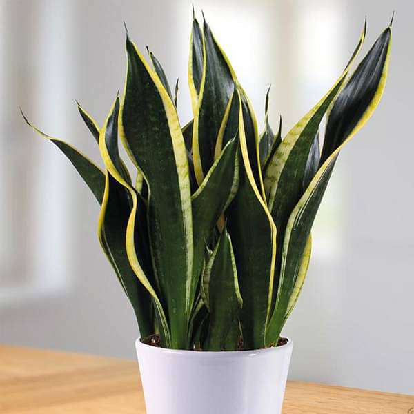 sansevieria trifasciata black gold - plant