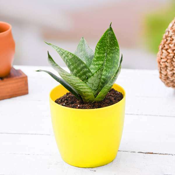 sansevieria trifasciata hahnii - plant