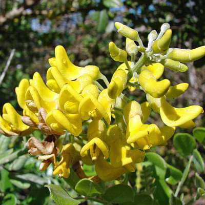 saphora tomentosa - plant