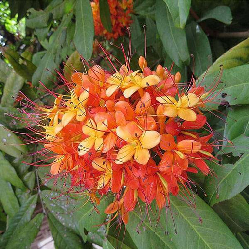 saraca asoca - plant