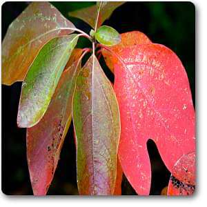 sassafras variifolium - plant