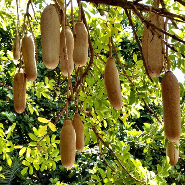 sausage tree - plant