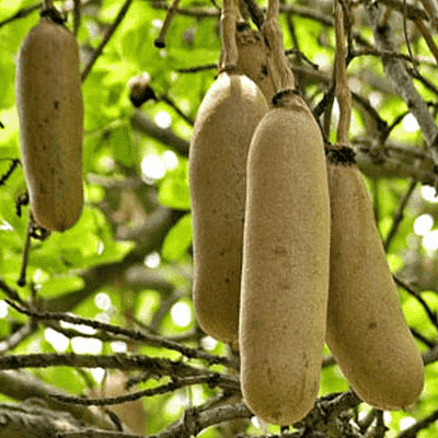 sausage tree - plant