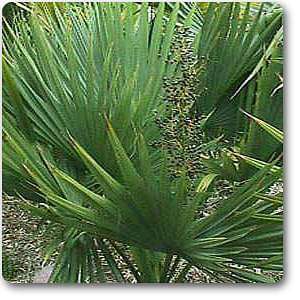 saw palmetto - plant