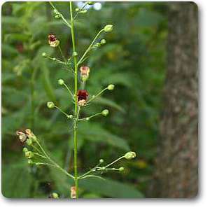 scrophularia marilandica - plant