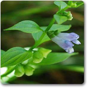 scutellaria lateriflora - plant