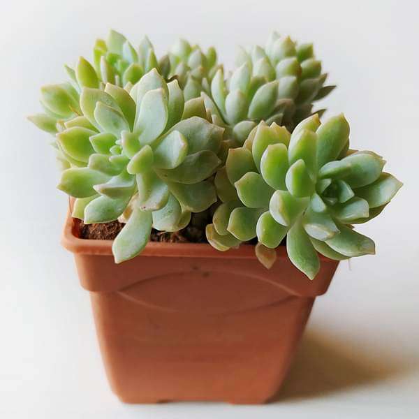 sedum adolphii lime gold - plant