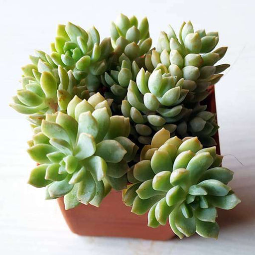 sedum adolphii lime gold - plant