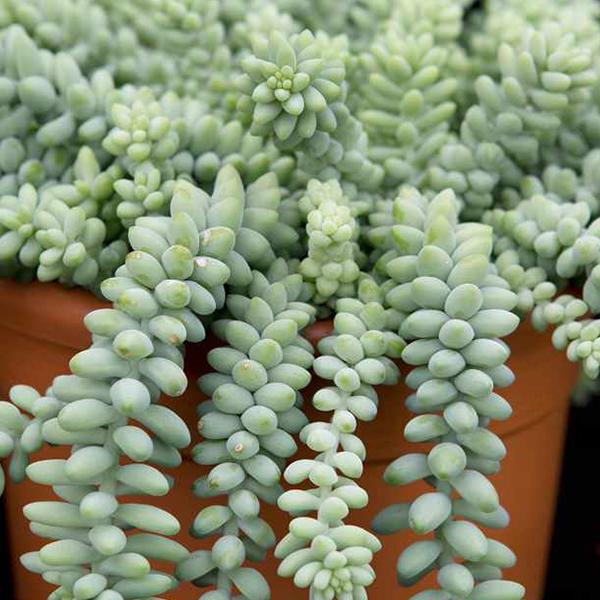 sedum burrito - plant